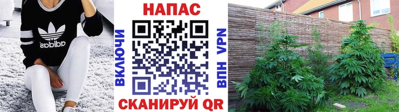 Купить закладки  Южно-Сухокумск  Каннабис гибрид 